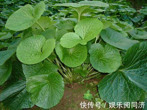 冬寒菜|农村3种野菜，食药双全，第2种用来洗澡，能除风祛湿，你认识吗