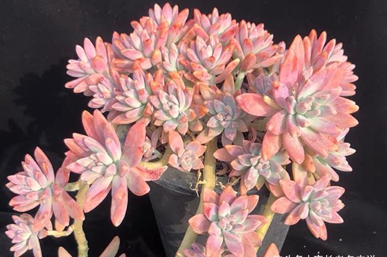 多肉|多肉秋丽养徒长了怎么办？夏天可以直接扔到外面去暴晒吗？