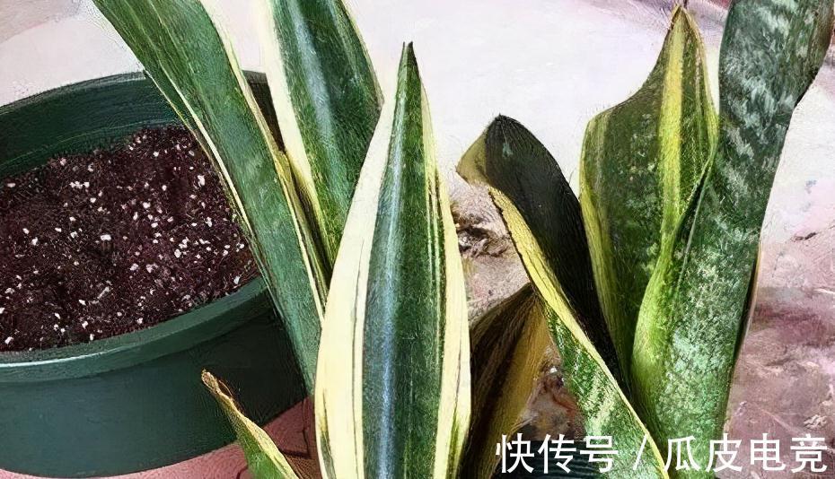 虎皮兰容易饿，盆里多喂二种肥，根壮叶绿，小芽长不停