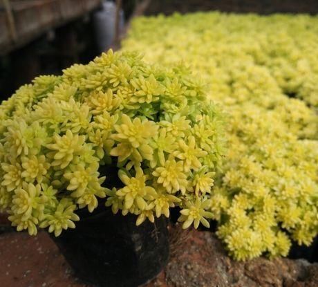 多肉总是长不好？试试这几种，皮实又好养，一盆变多盆