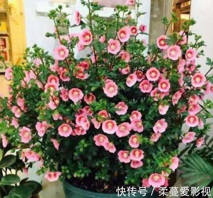 几种花,开花漂亮又好养,养上一盆四季欣赏,好养活还不贵