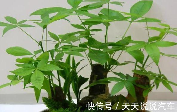 农历九月二十五霜降后，养什么花？以下3种花，喜气盈门岁且更始