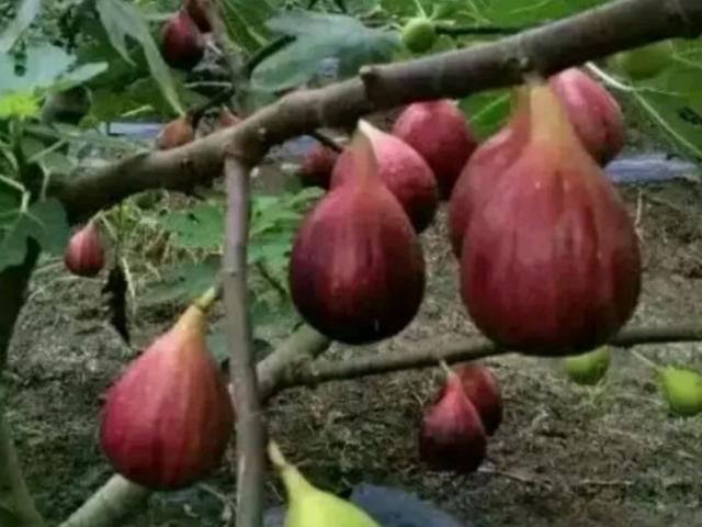 排毒|天然的“黄体酮”找到了,女人每天坚持吃,或助你排毒养颜抗衰老