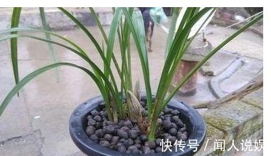 什么淘米水、啤酒水都不如“它”，君子兰蹭蹭长，花友赚大发了