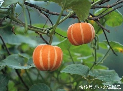 好吃|小南瓜,1根藤结50多颗,好玩儿,好看,好吃,好养,教你养法