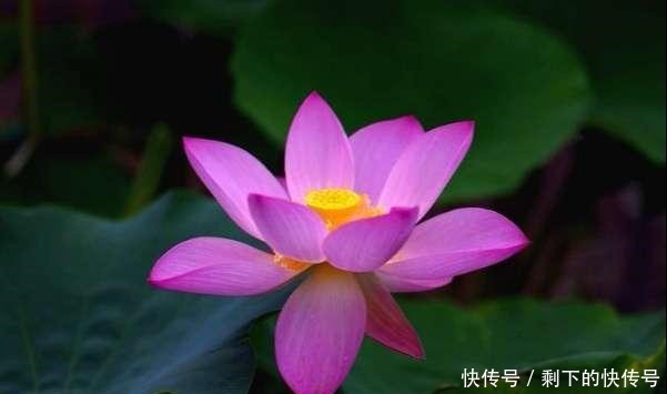 做人|“涵容以待人,恬淡以处世”,才是做人的最高境界