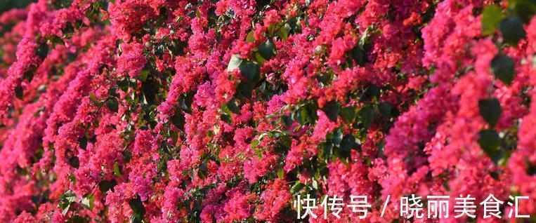 不耐寒的花卉冬季怎么养护,今天进来瞧瞧,终于涨知识了