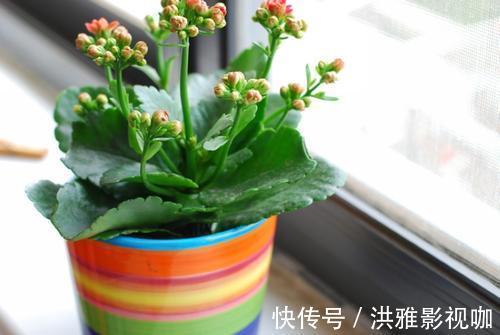 冬季|到了冬季就盆栽这7样花卉,耐寒能力强,开花美丽又喜庆