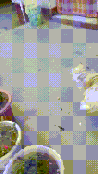 |搞笑GIF:大哥,你家的闺女,长大必定是个女汉子啊