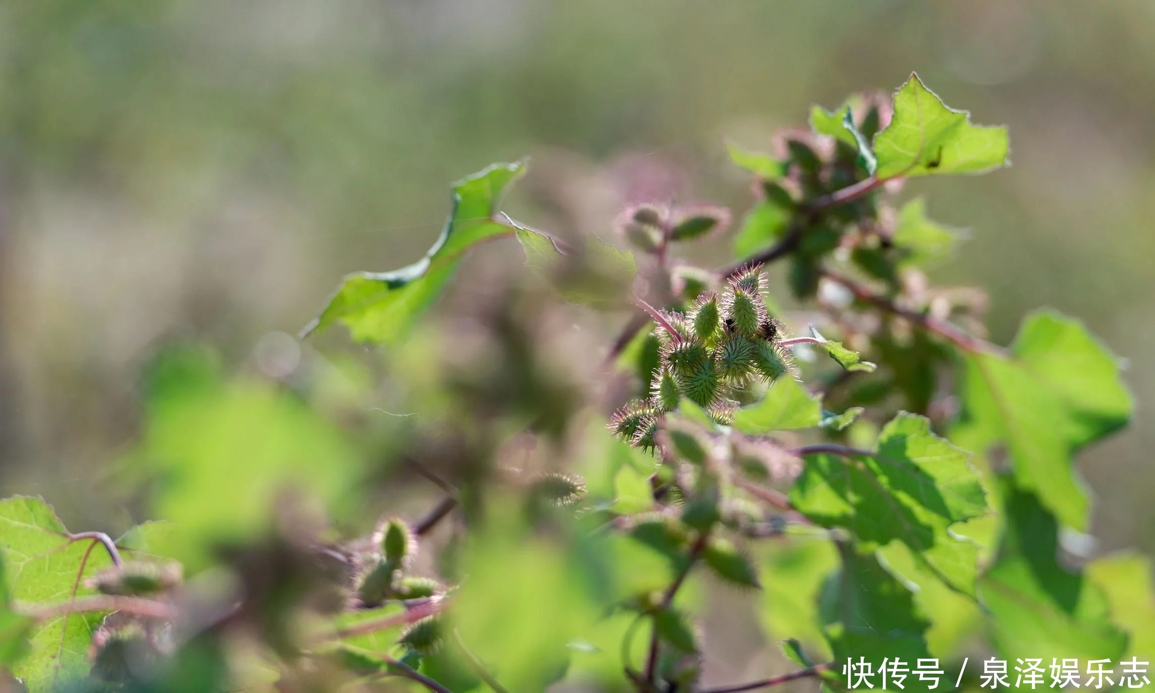 这野草,农村常见,价值高疗效广,却被人避之不及,可惜了