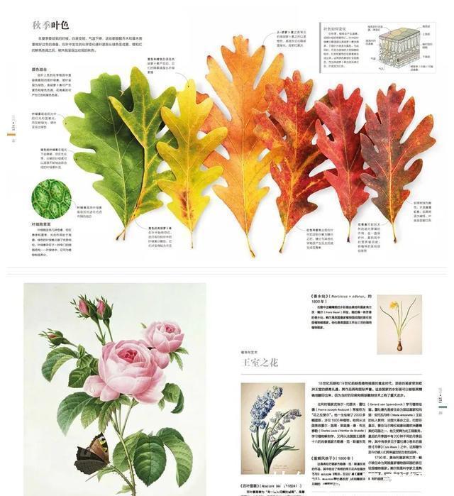 恐龙世界@DK图书大盘点第一季:少儿百科类