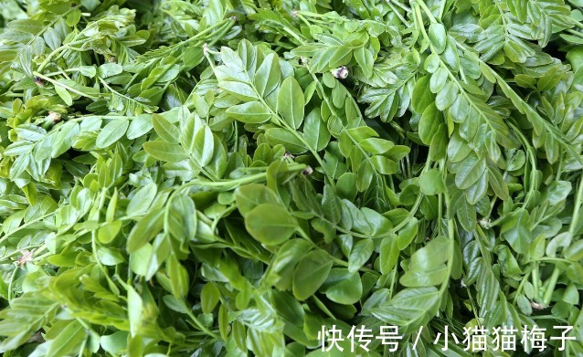益母草|66种野菜大图片,带你见识不同的野菜和吃法,你想要的野菜这里有