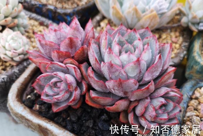 父本|有一种多肉叫赫拉,出状态后又纯又欲,没有经验的新手也能养好它
