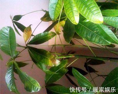 发黄|老花农教你小绝招，彻底摆脱夏天多种绿植片发黄，轻松变绿！
