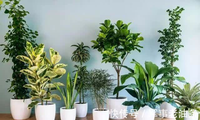 琴叶榕|6种能养人的花,越养越有“好运气”,建议养一盆