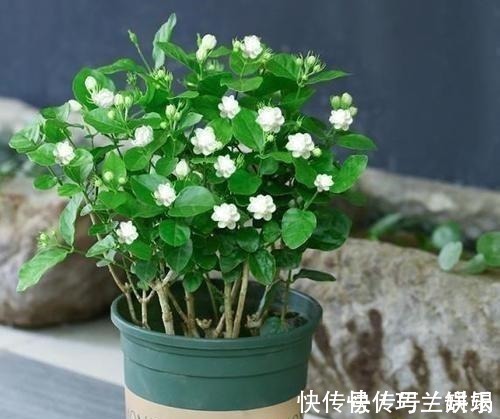 家里养了4种花，夏天也别忘了施肥，不然花香淡开花少