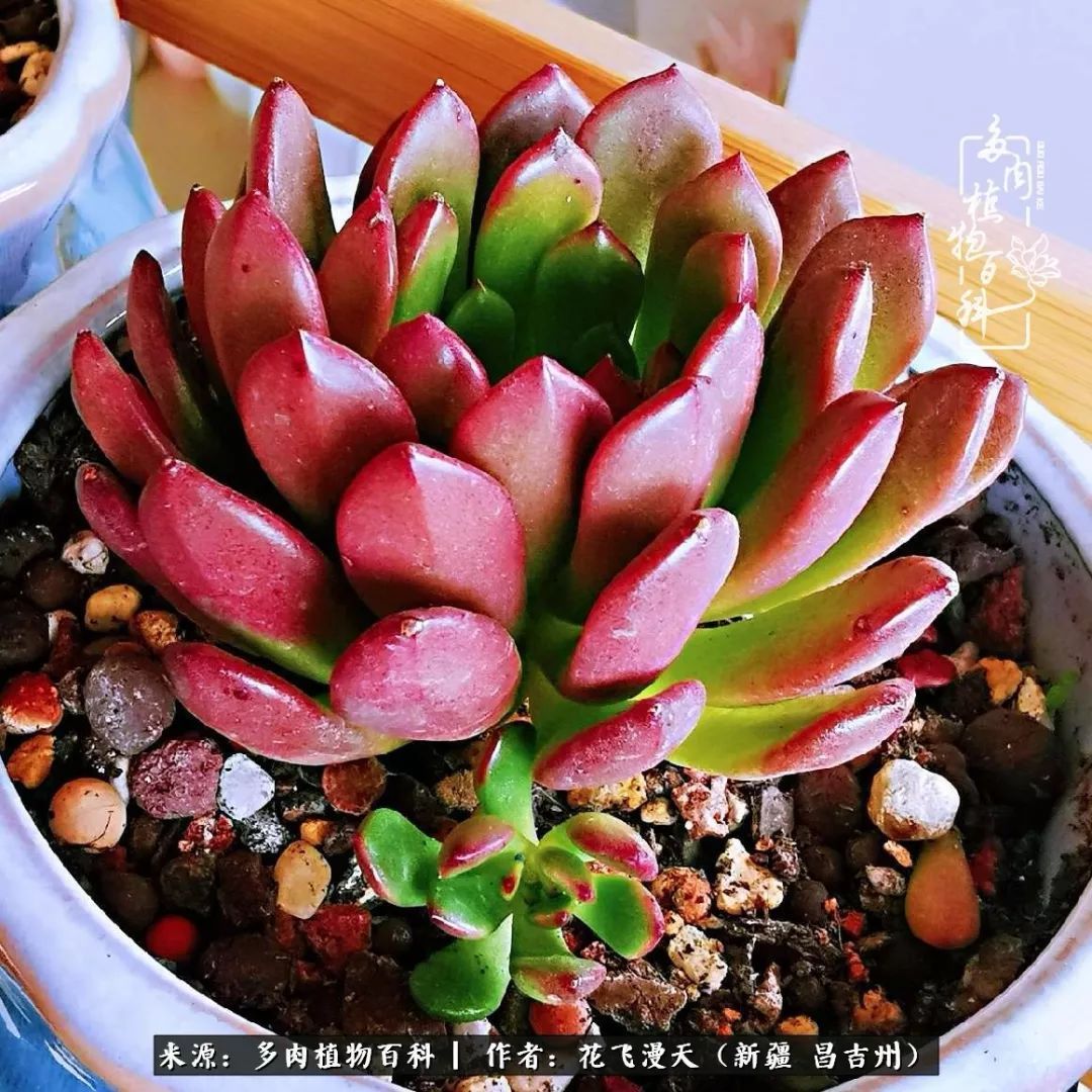 对多肉是发自内心的喜欢,心甘情愿被它们俘虏!