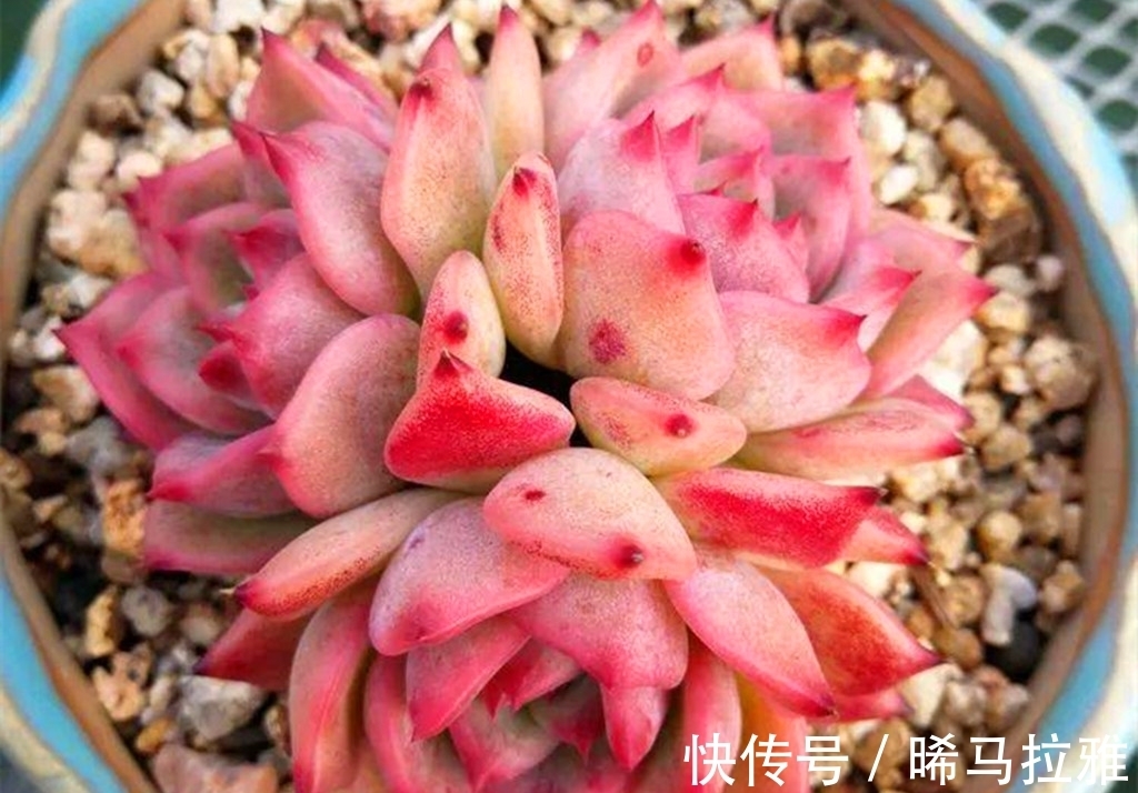 养多肉需要3个硬条件,如果达不到,其它条件再好肉肉也难出状态