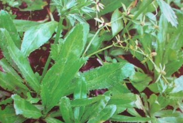 钙片|不花钱也能补钙！农村人的天然钙片，不仅补钙，还有许多好处