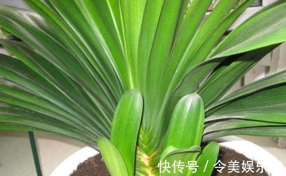 家里的君子兰为什么就是不开花彻底学会这些 其实不难！