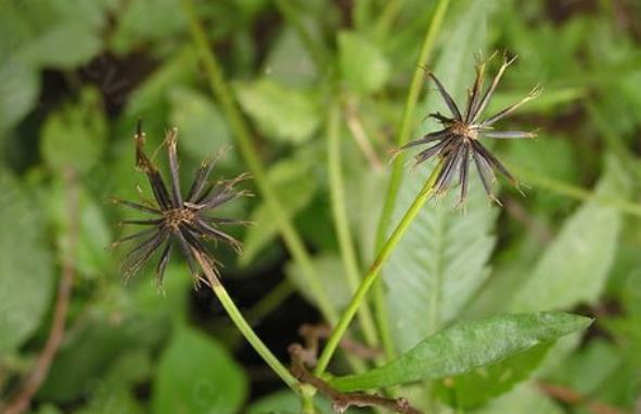 农村一种杂草叫“鬼针草”,最喜欢黏人身上,其实药用价值极高