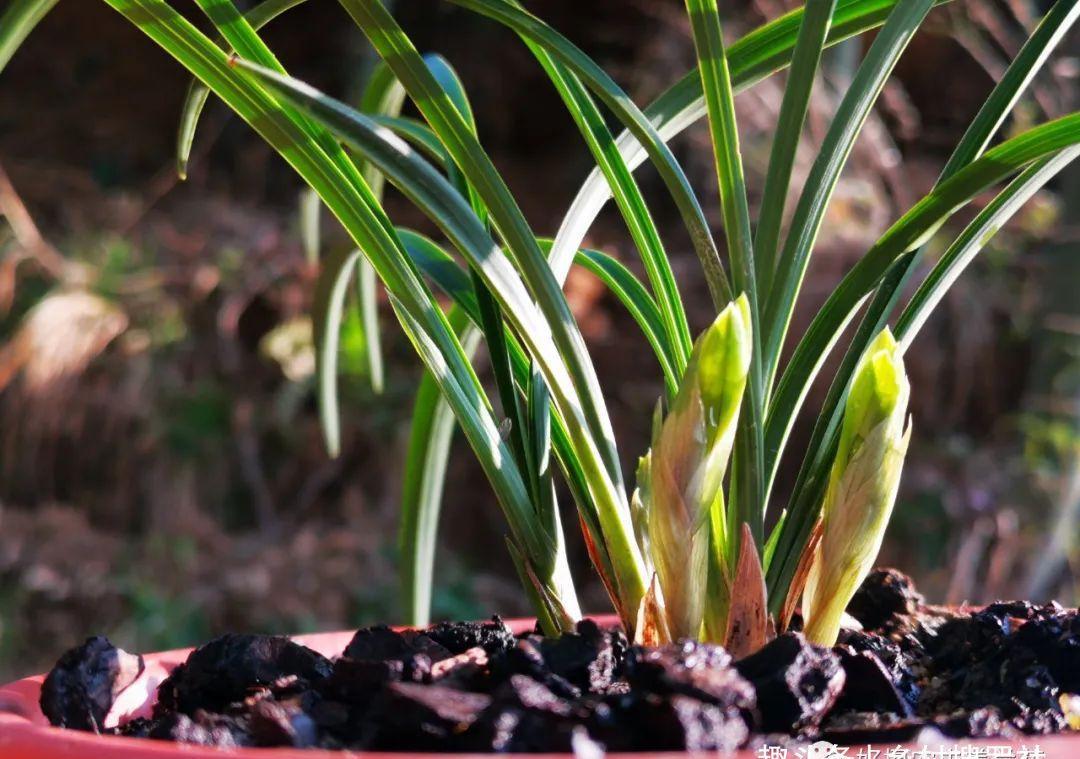 新手种植兰花,最容易犯的6大错,每一条都会影响兰花长势