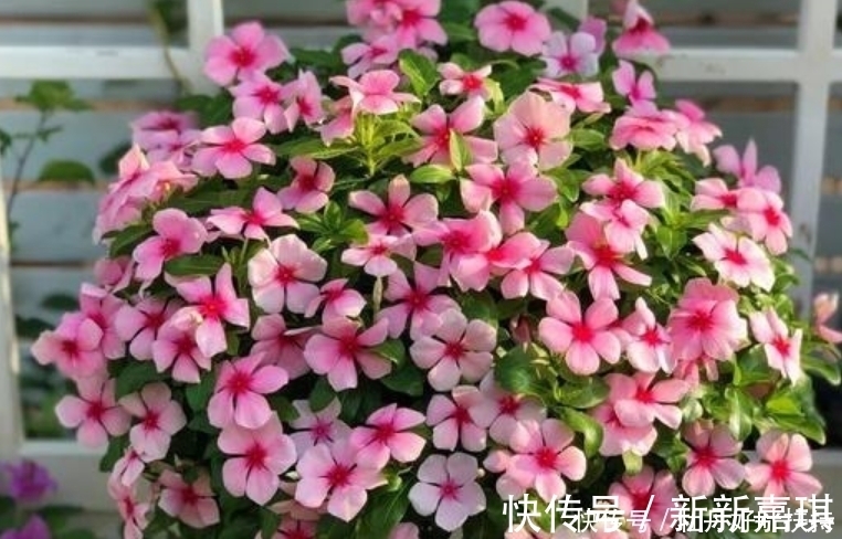 家有院子，一定要养“3种花”，开花硕大香味浓！