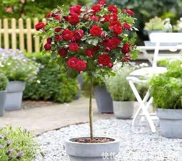 肥沃|人养花、花也养人，医生喜欢养的八种花，家里养一盆，清雅又健康！