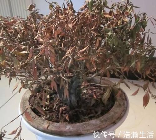 修剪|养花一定要戒掉的坏习惯,不然家里全是空花盆,啥花也养不好