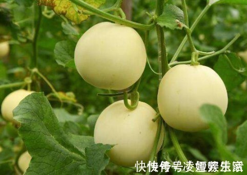 保护|女人常吃此物,保护子宫,子宫变得健康,皮肤越来越细腻,效果好