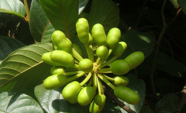 野香蕉|叫不出来名字的野果，每天食一个，越吃越健康