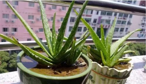 养花用复合肥，用法、用量该注意什么？