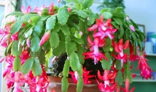 叶子|花卉盆栽喝点酒,不黄叶、不烂根,越长越旺,叶子绿、开花多