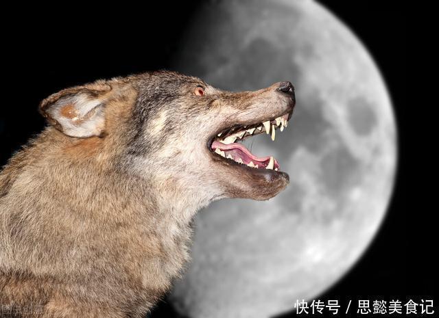 野狼|成年男性手持铁棒和野狼一对一的生死搏斗,人类可以打败野狼吗?