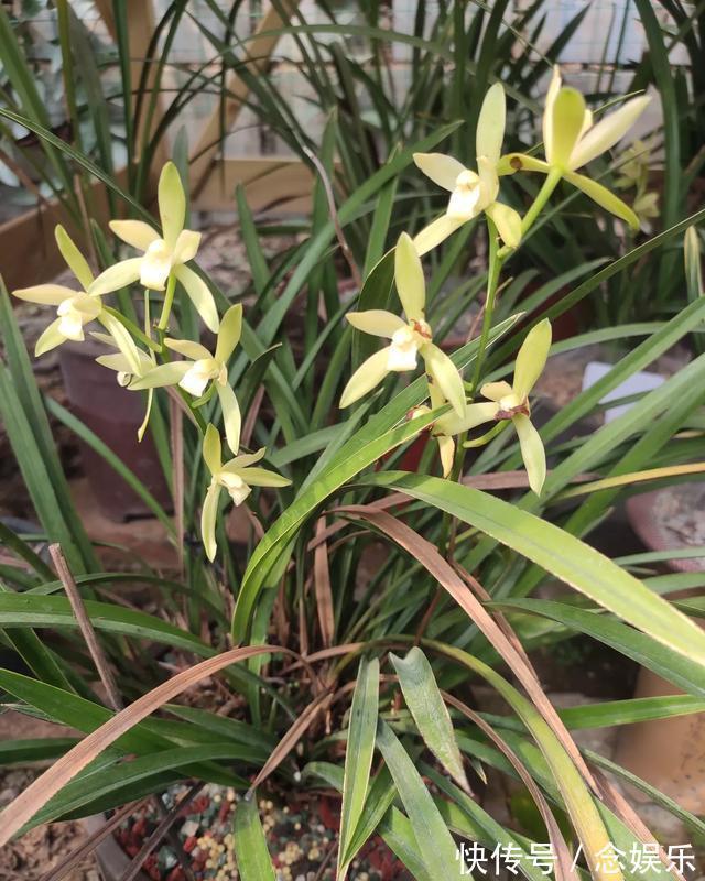 花生壳|兰花就是不见长有一个“好办法”，快速生长，冒新芽