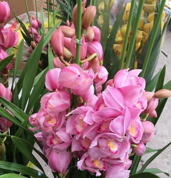 家养此款花卉,开花勤爱爆盆,从年头旺到年尾,红火财运到!