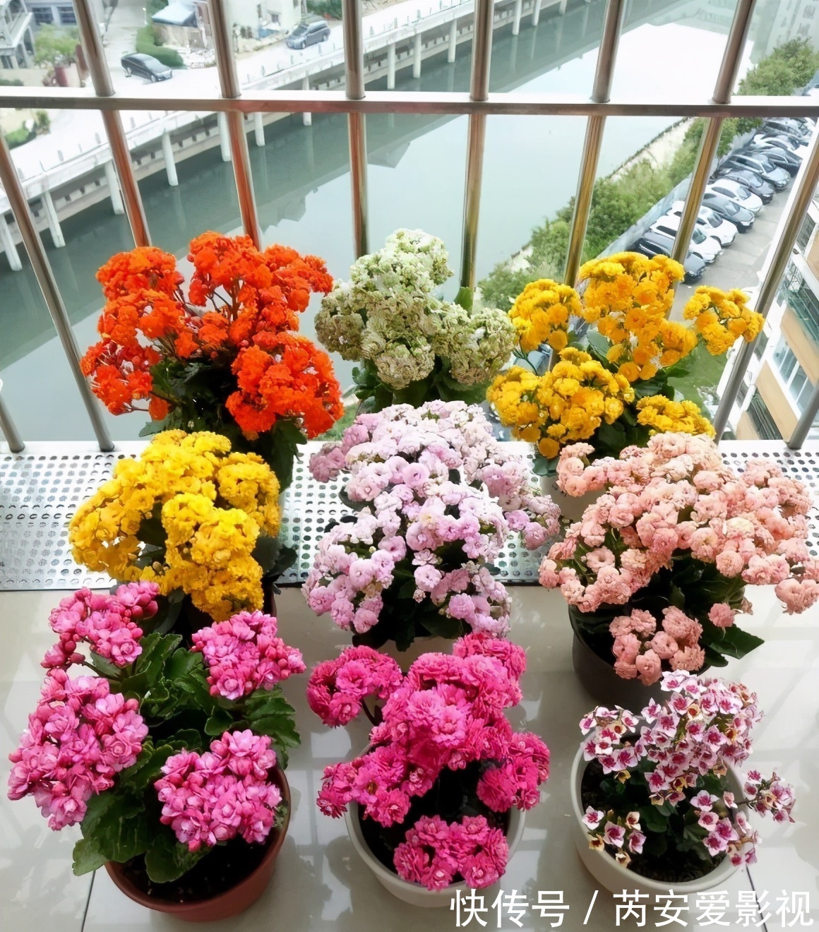 长寿花有3大忌,室内养护得避开,根系壮植株肥开花还旺