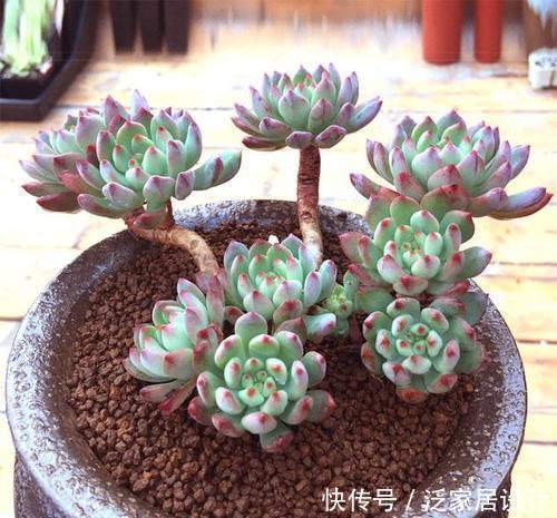 想要多肉蜕变成老桩?教你一招,小苗也能养成爆出“5个头”
