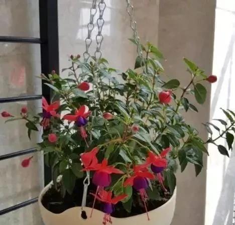 奇特|1种花,花型奇特,花期长,枝条插土10天能生根,比绿萝漂亮100倍