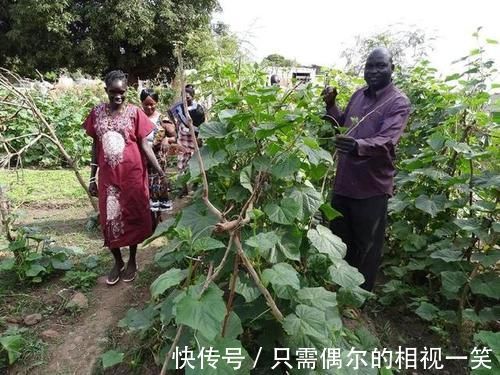 白菜|我在非洲打工,每天都吃白菜鸡蛋,很多人喜欢种菜