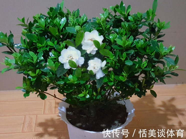 栀子花其实不难养，盆栽注意3点，叶子油绿开花勤