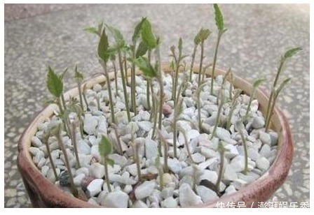 漂亮|以下8种水果的种子,随便一种就是漂亮的花卉盆景,比买的还漂亮