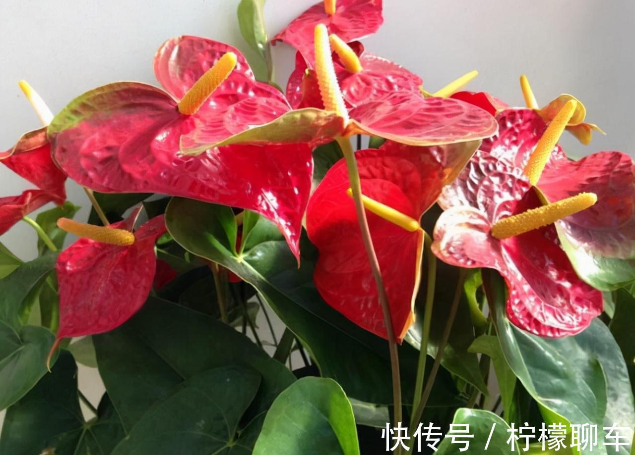 农历九月十八霜降后,养什么花?家里养3种花,福如松柏老若芝兰