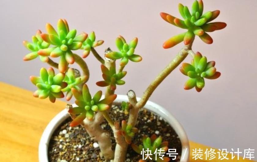 盆栽|这4种“直立桩”多肉,美到爆,盆栽清新脱俗、别有韵味