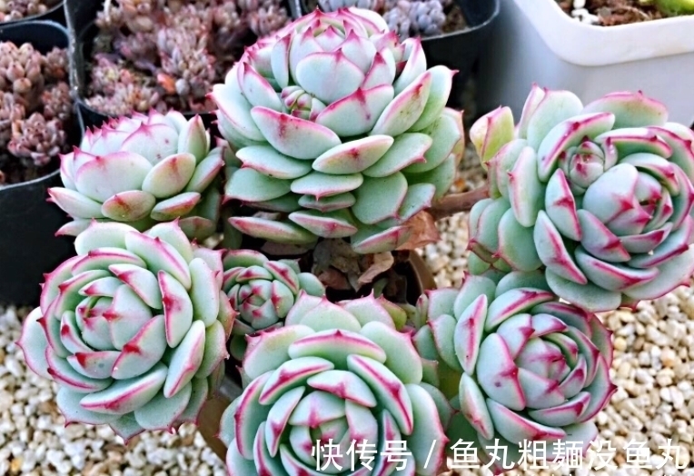 蔓莲|多肉甘草船长——底色如玉,叶形似花,如此漂亮的船长你不上船?