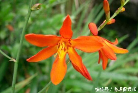 红白色|院中不知种啥好，选这几款爬藤花，一年养成花墙，满院香飘四溢