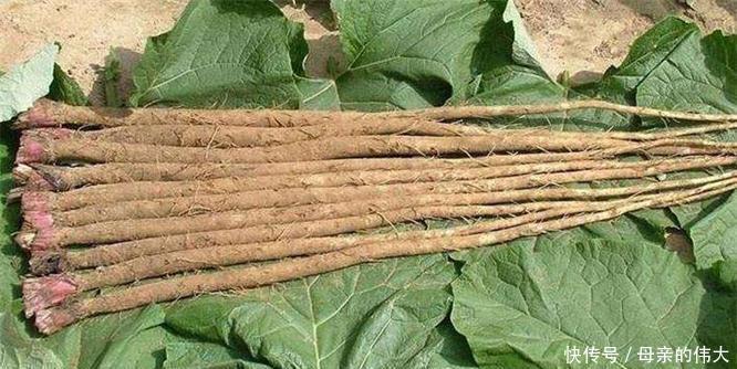 营养|聪明的人爱吃三种食物,补充营养、延缓衰老,爱吃就赚了!