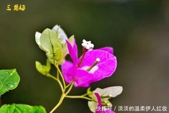 喜欢三角梅,就养盆“珍品”金心双色,心如金丝,开花爆盆成花树