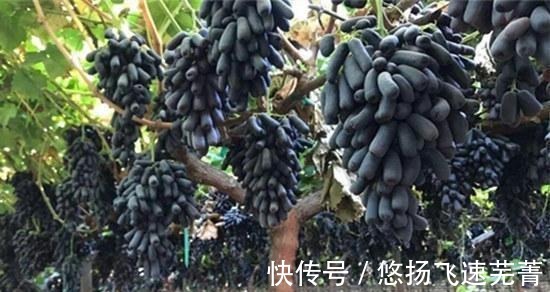 蓝宝石|家里有院子的,此树要种2棵,好吃又好看,关键营养价值高!