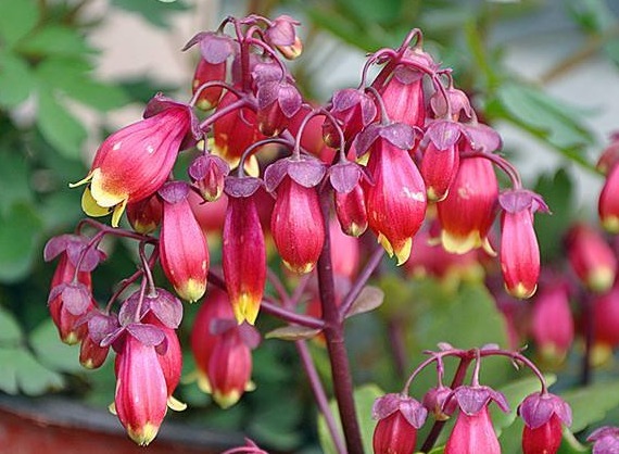 喜欢养花，不如养盆宫灯长寿，漂亮又好打理，花开繁盛惹人爱